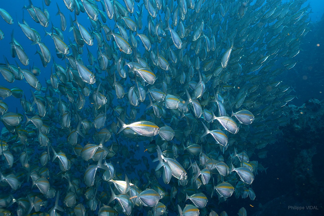 Thailand 2015 - Ko Tao - Fusiliers Caesio azur - Caesio caerulaurea _IMG_3621_rc.jpg